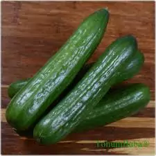 Salatalık Fidesi