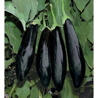 Siyah Patlıcan Fidesi